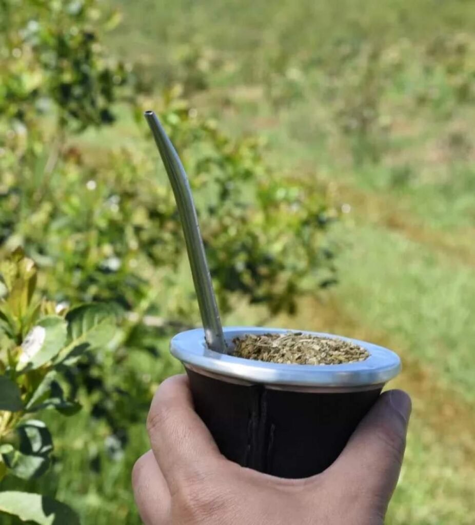 Yerba Mate 