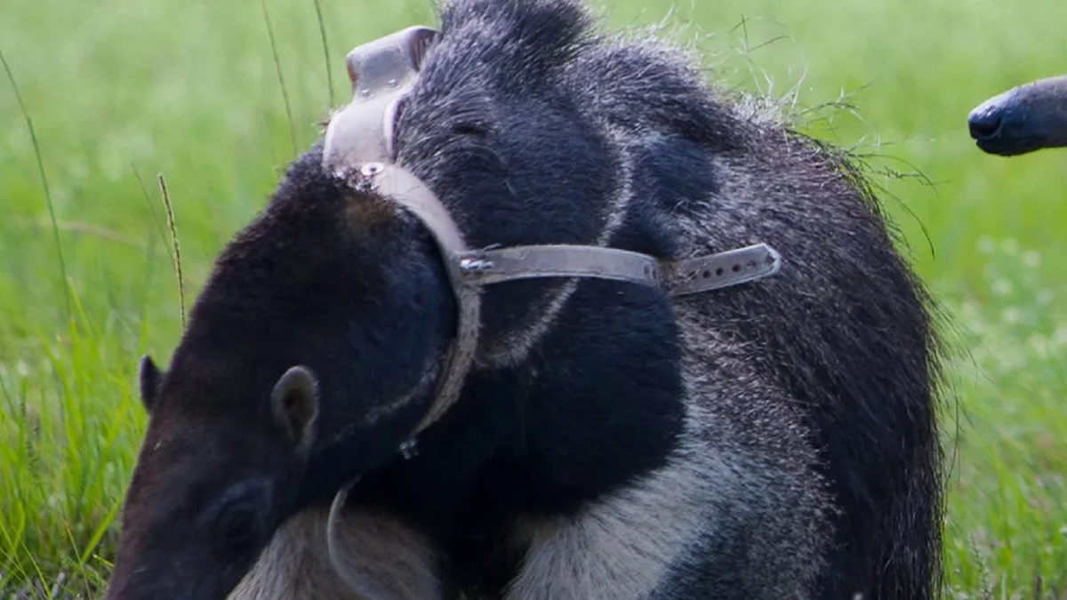 Osos Hormigueros en el Iberá