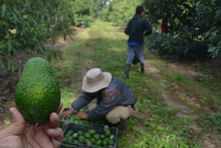 roducciones de palta y mamón corrientes