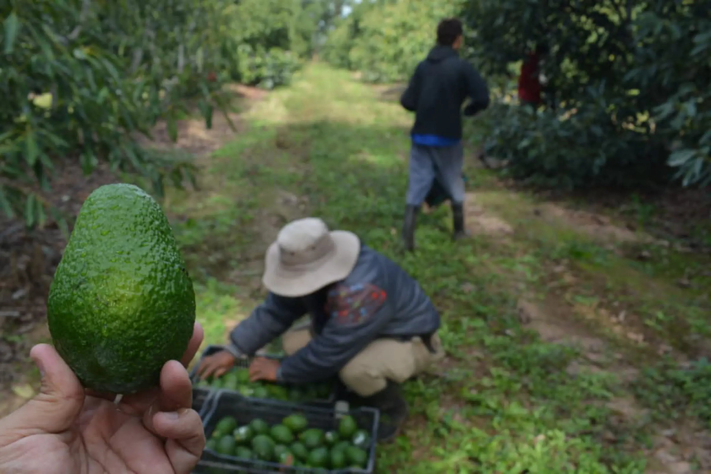 roducciones de palta y mamón corrientes