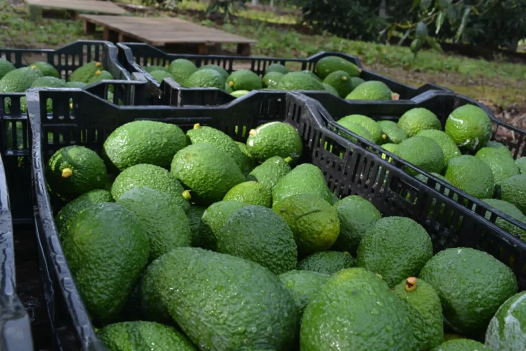 roducciones de palta y mamón corrientes