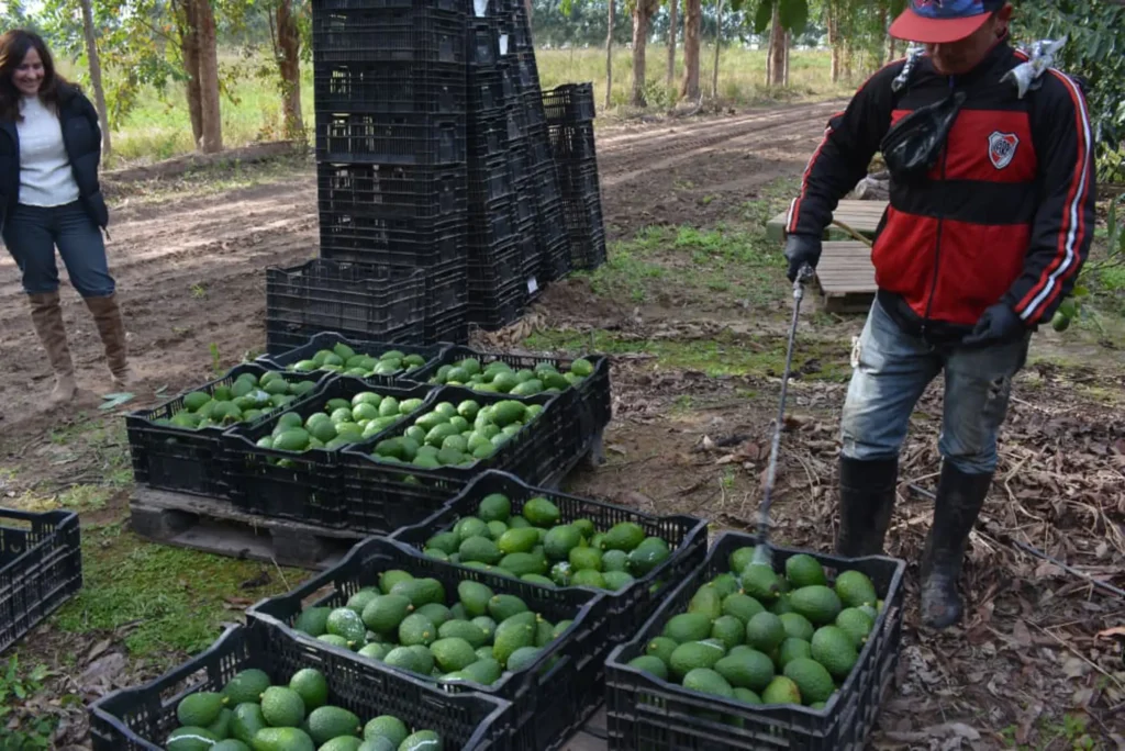 roducciones de palta y mamón corrientes