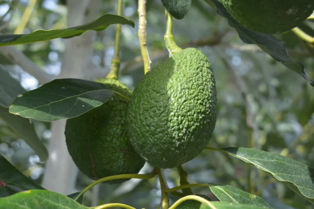 produccion frutihortícola